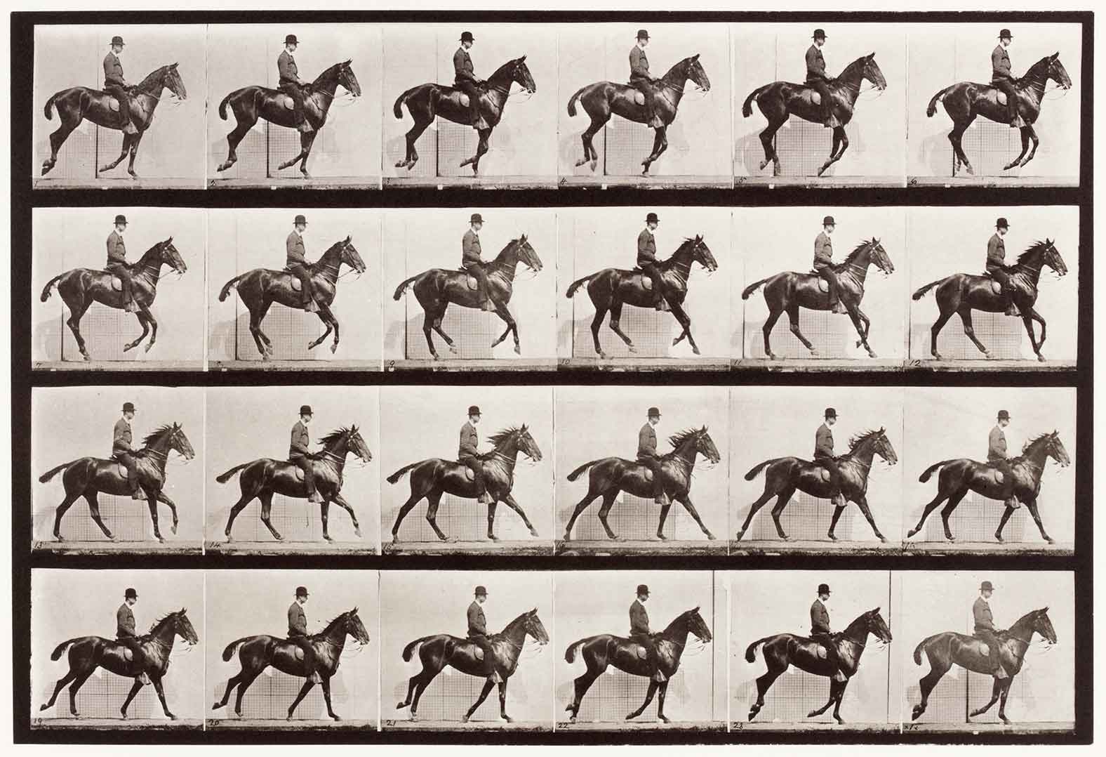 dettaglio di Animal Locomotion Portfolio (Daisy Cantering Straddled)
Eadweard Muybridge